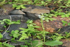 Habenaria crassifolia